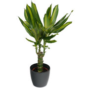 Dracaena Massangeana + Cachep Antracite